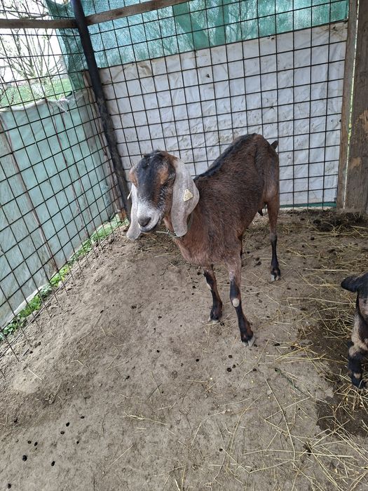 Vand  sau schimb o capra si o ieduța