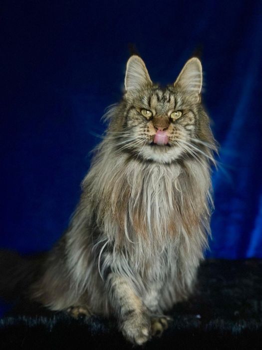Pui Maine Coon superb
