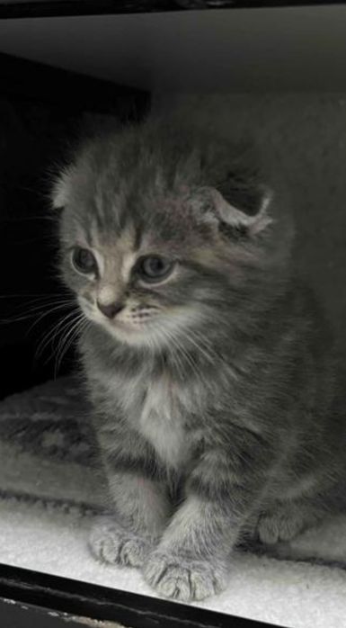 Милые малыши мальчики, и девочк 1.5 мес