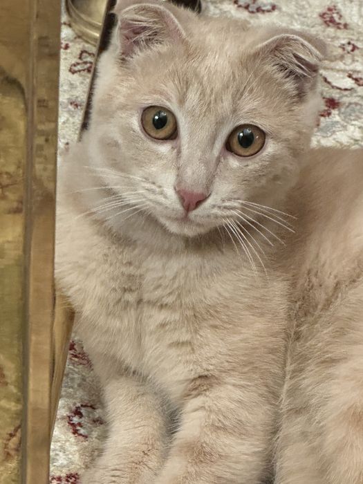 Котенок вислоухий