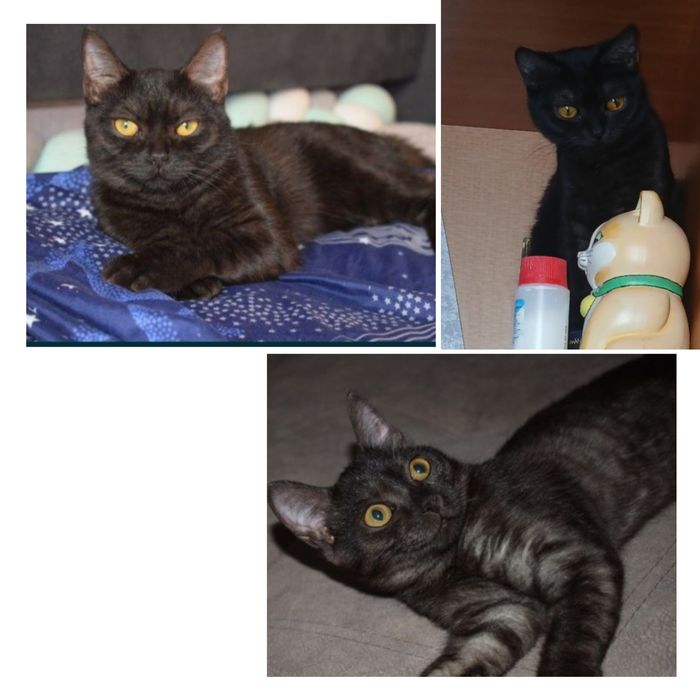 Отдам кошку в хорошие руки