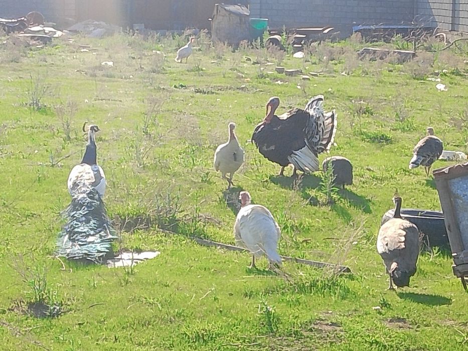 Продам индюшек с яйцами и без.