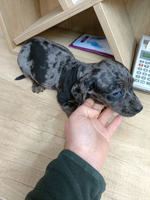 Teckel mini toy arlechin merle tricolor