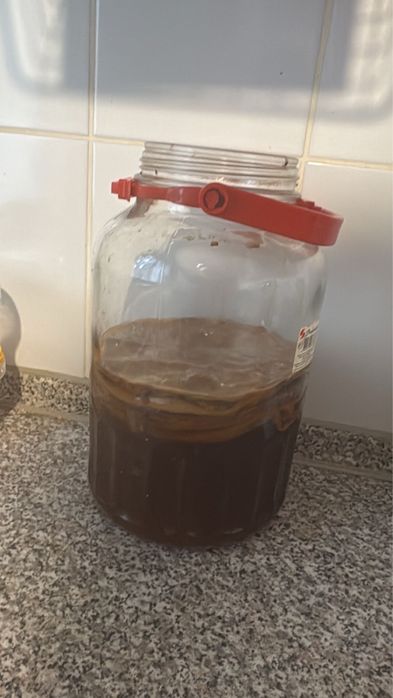 Гриб Камбуча вместе с банкой