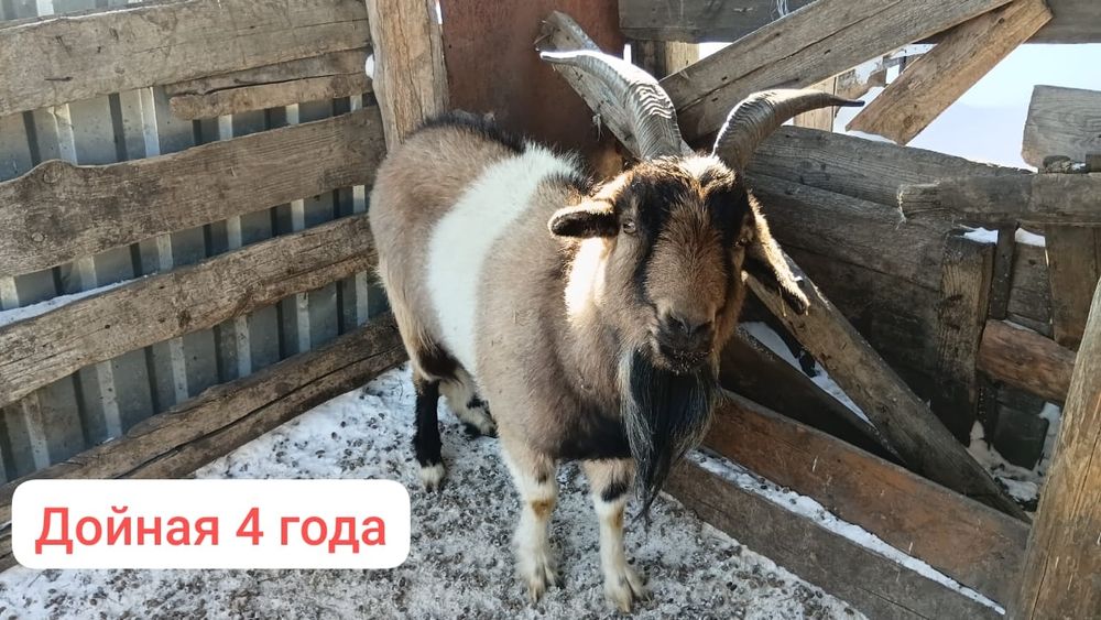 Козы козочки и козленок продажа