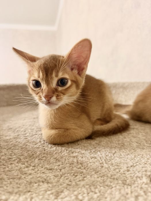 Абиссинские котята
