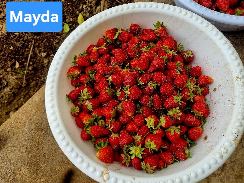Qulupnay/ Клубника оптом