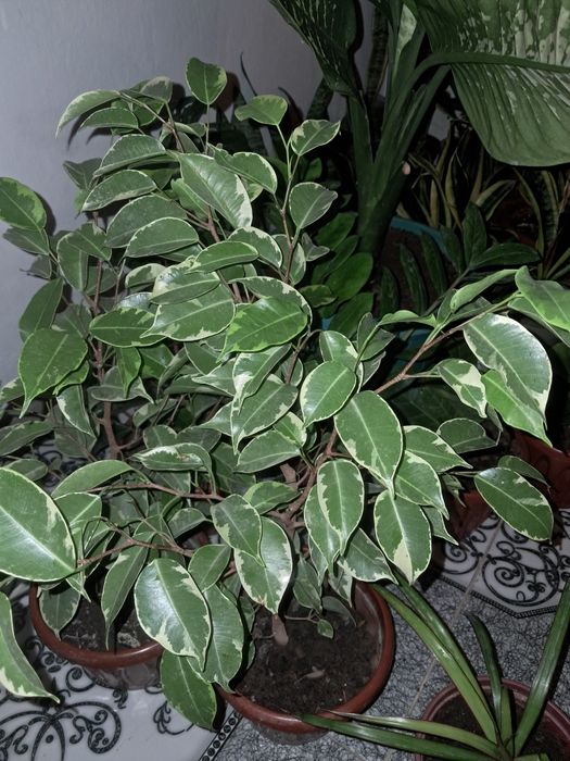 Замиокулькасы Долларовое