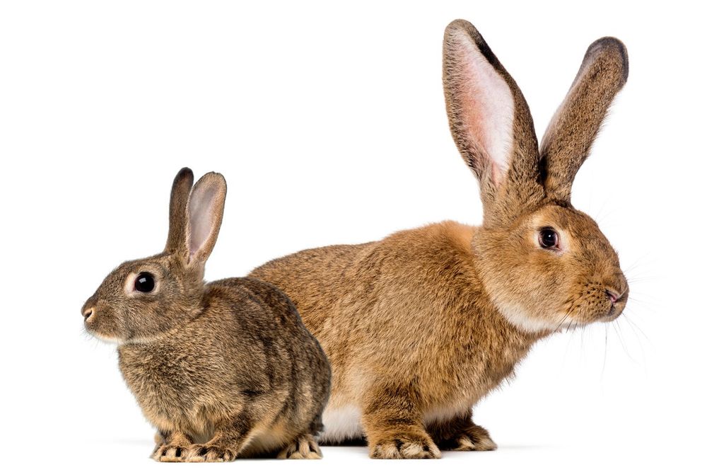 Домашние индюки и кролики !