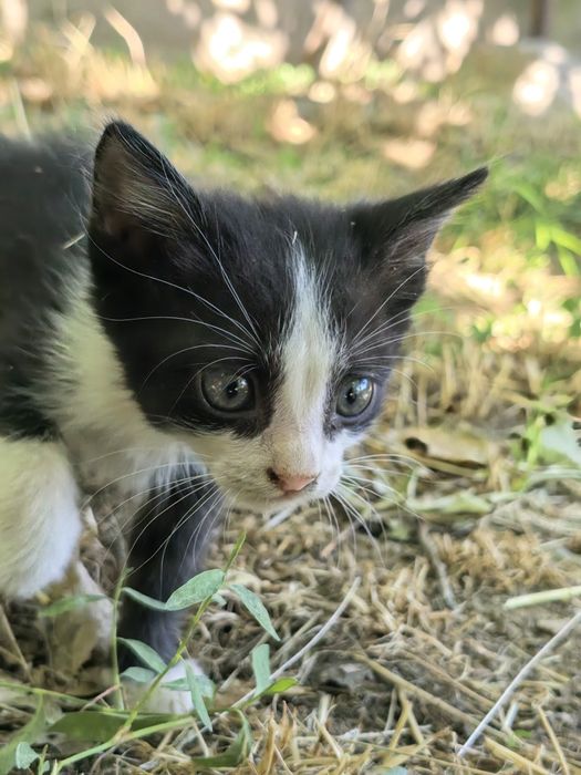 Котята четыре штуки