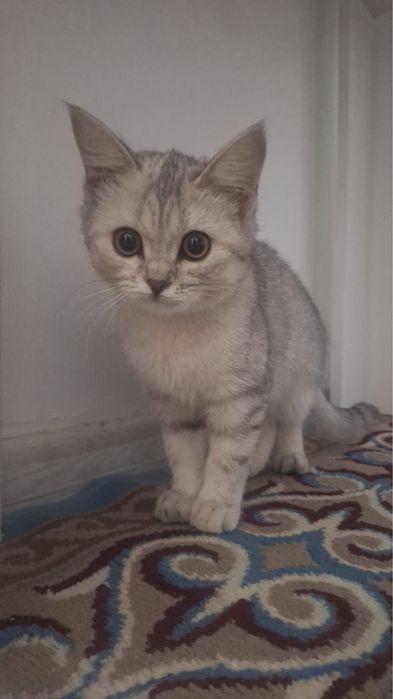 Породистая кошка//3мес