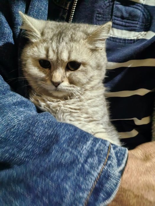 Майса мушук 6 ойли