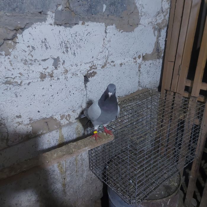 Уди самец лет с игрой