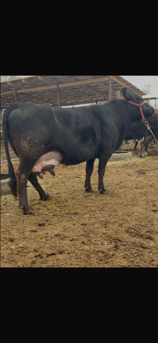 Сиырлар сатылады