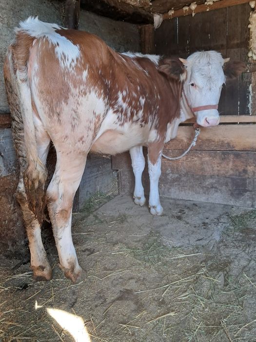 Vând junca balțată românească 9 luni