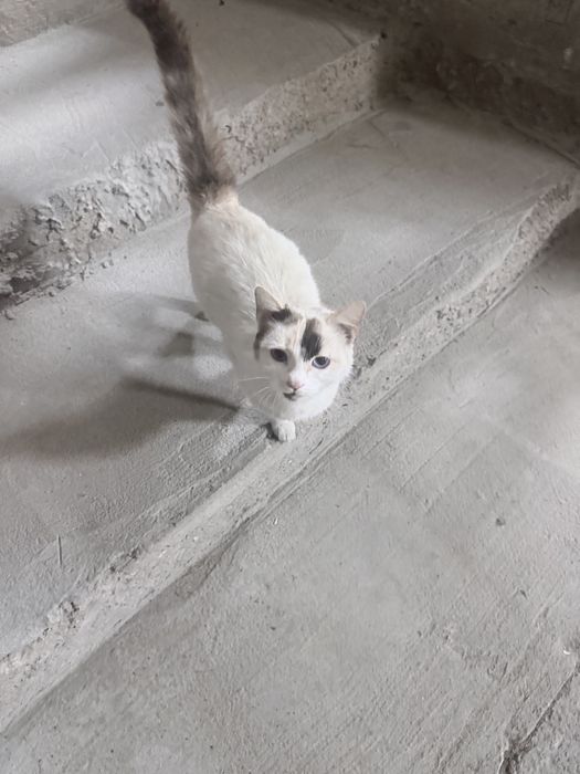 кошечку в добрые руки