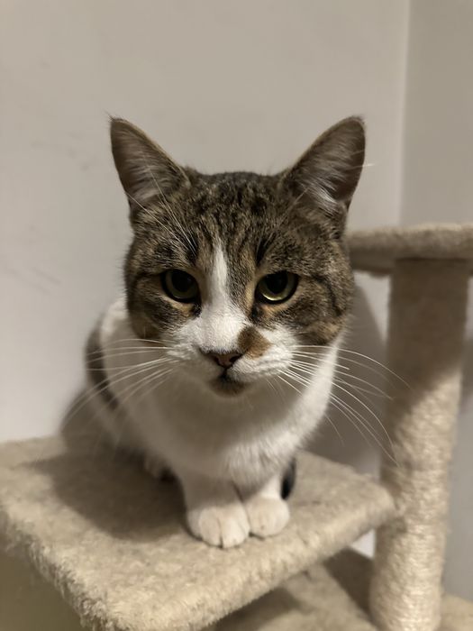 Nor isi cauta casuta