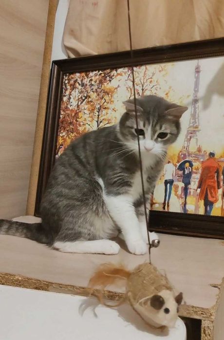 Добрый котик ищет дом