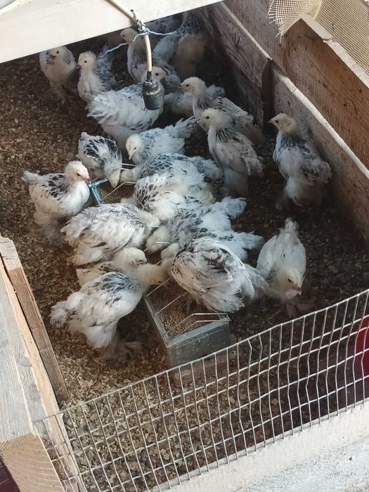 Brahma pui disponibili