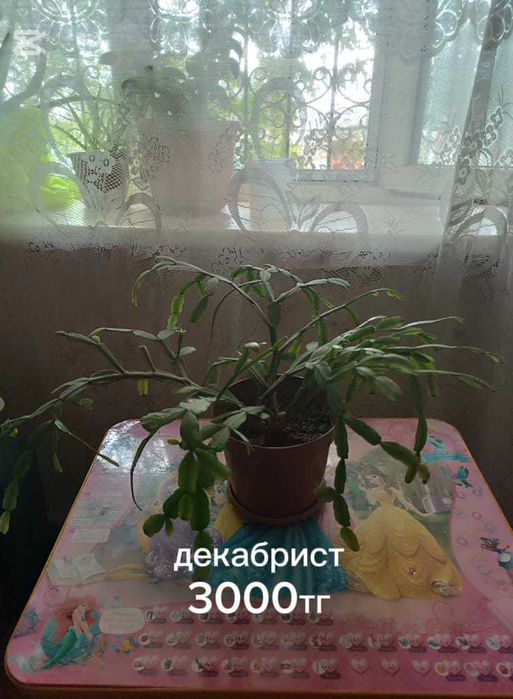 Комнатные растения