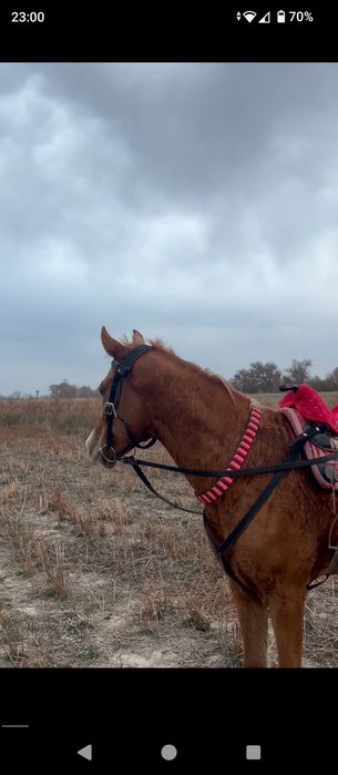 Таза  қанды  тай.