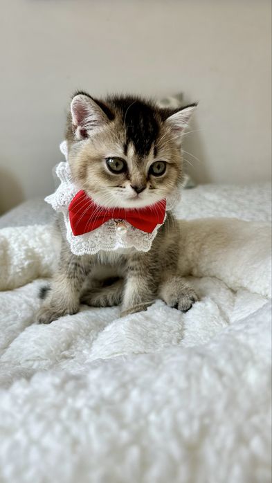 Fetita British Shorthair din Felisa Autorizata - Certificat pedigree