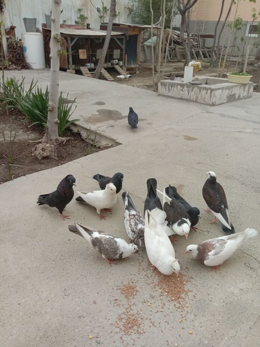 Хар-хил каптарлар сотилади