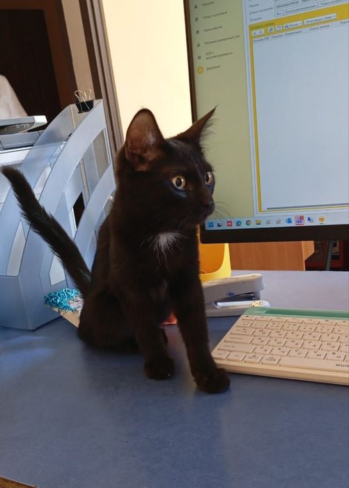 котенок в добрые руки