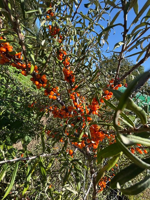 Sirop de Aronia, sirop din cătină și miere