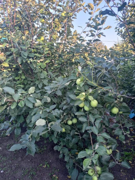 Продам хорошую дачу