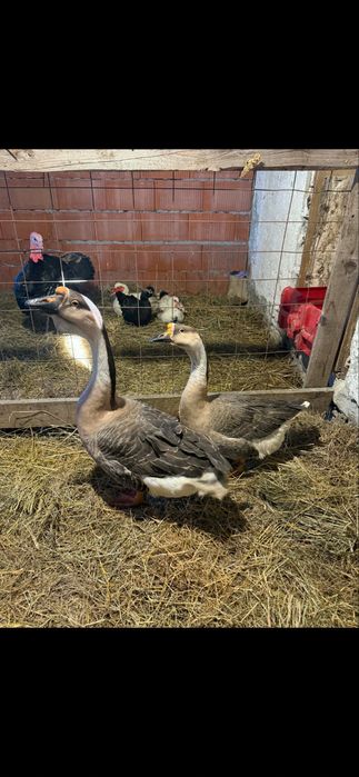 De vanzare gaste americane