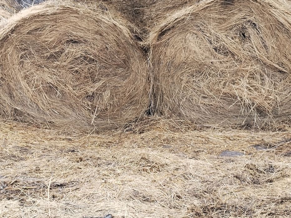 Продам 10 рулонов  житняка.