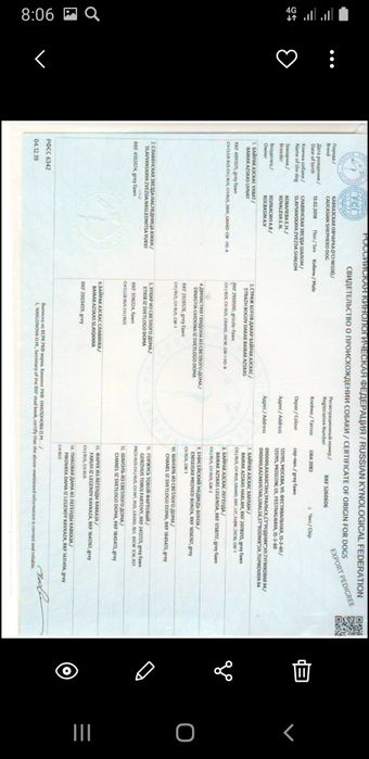 Вязка ,,Кавказец,,