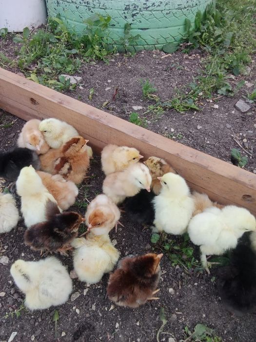 Цыплята домашние