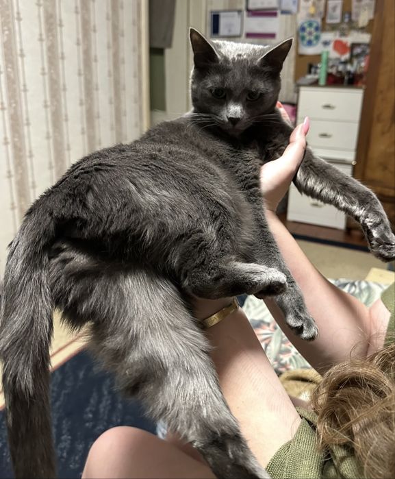Кошка, русская голубая, девочка, 4года