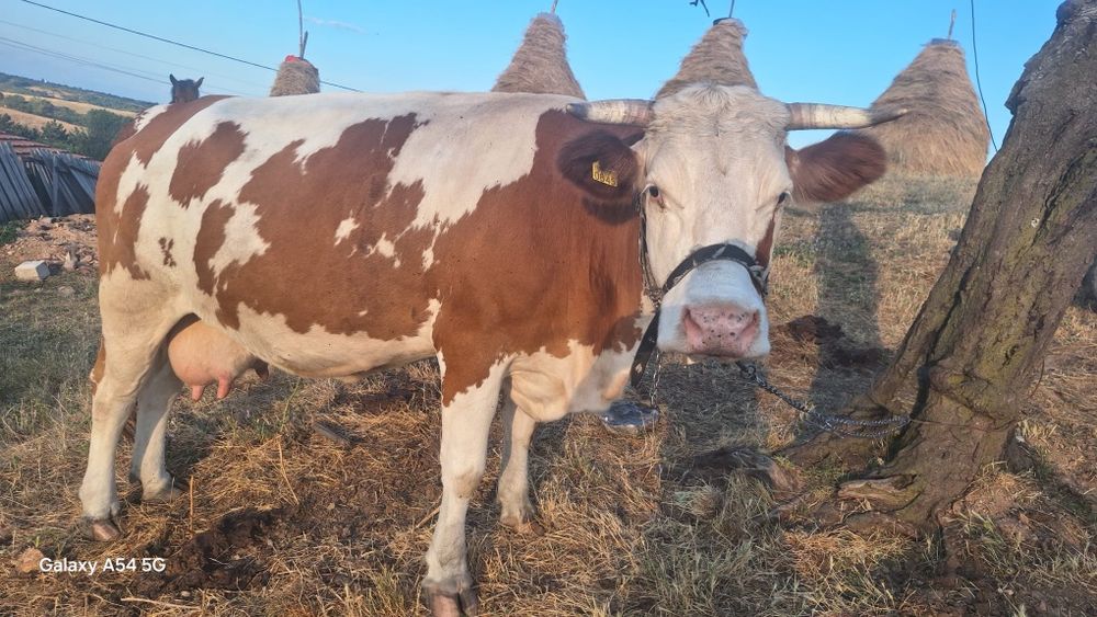 Vand vacă bălțată românească