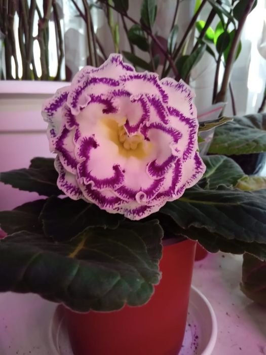 Глоксиния махровая