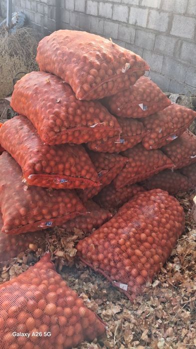 Лук отборный   к