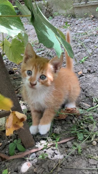 pui de pisică - adopție