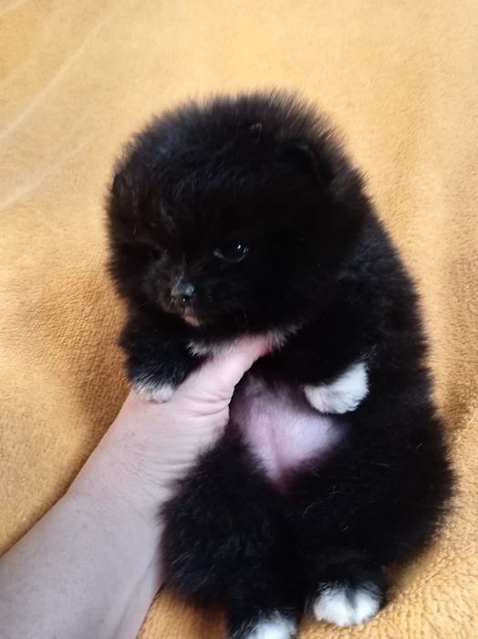 Продам щенка шпица