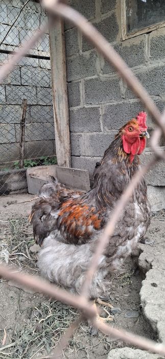 Продам петух 3шт
