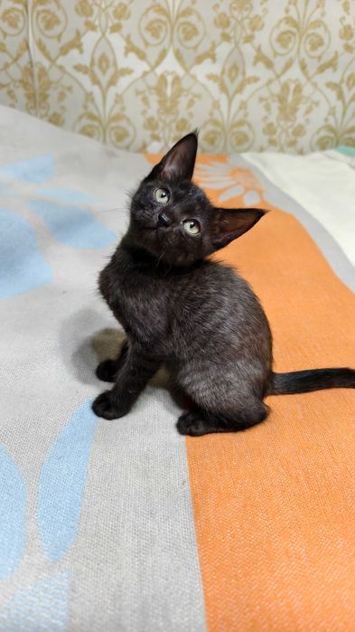 Добрые и ласковые котята