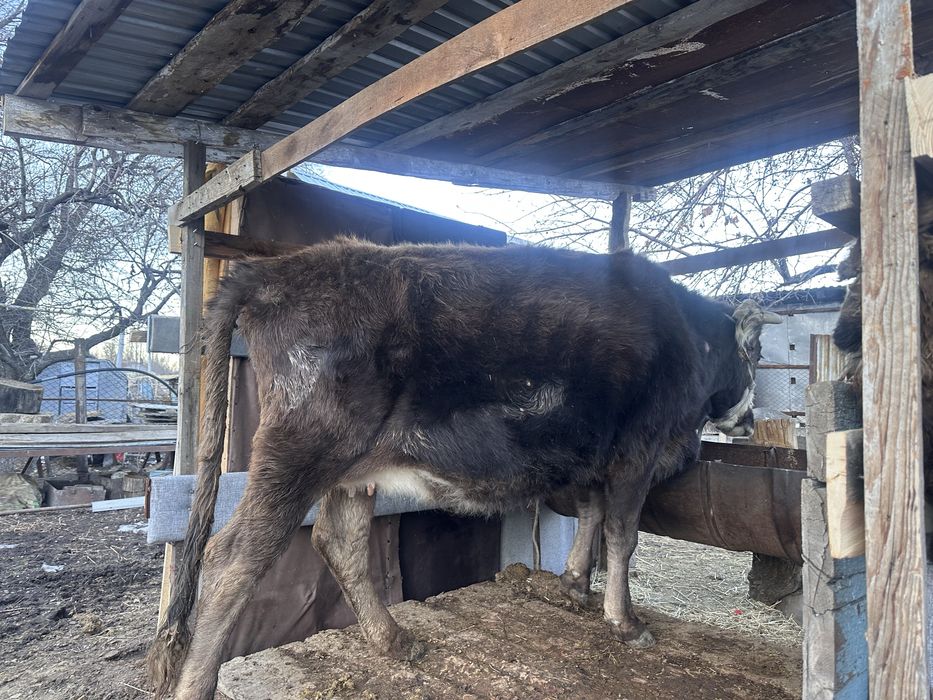 Семіз сиыр.