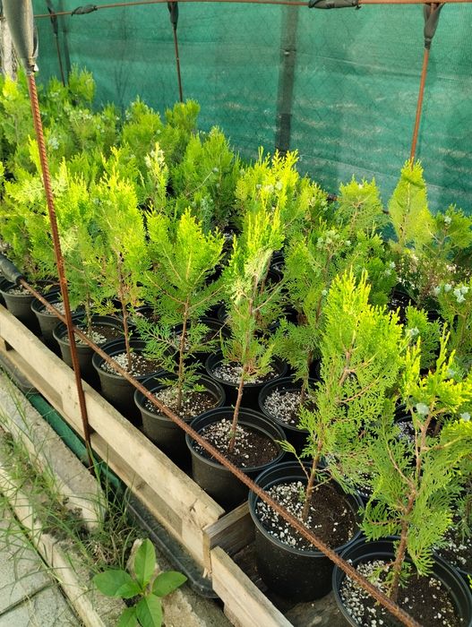 Туя Източна Зелена и Златиста