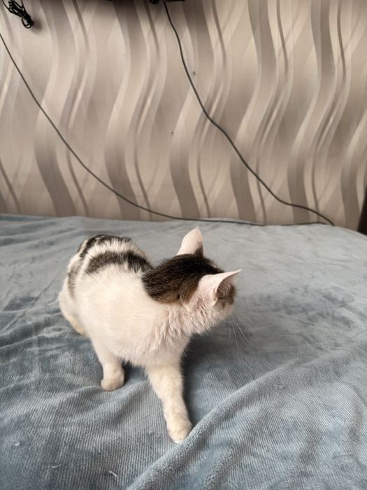 Отдам кошку Джессику