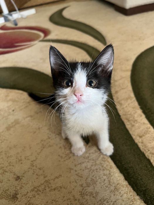 Отдам котенка в добрые руки