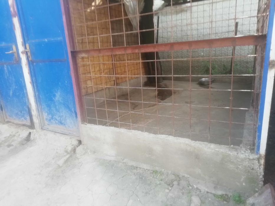 Foster Pensiune canina Cazare pentru caini PetSitter Hotel Giurgiu