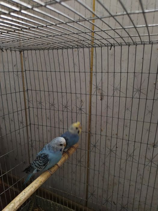 Valnistiy papugay Chubati