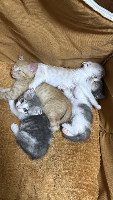 Милые Котята ищут дом