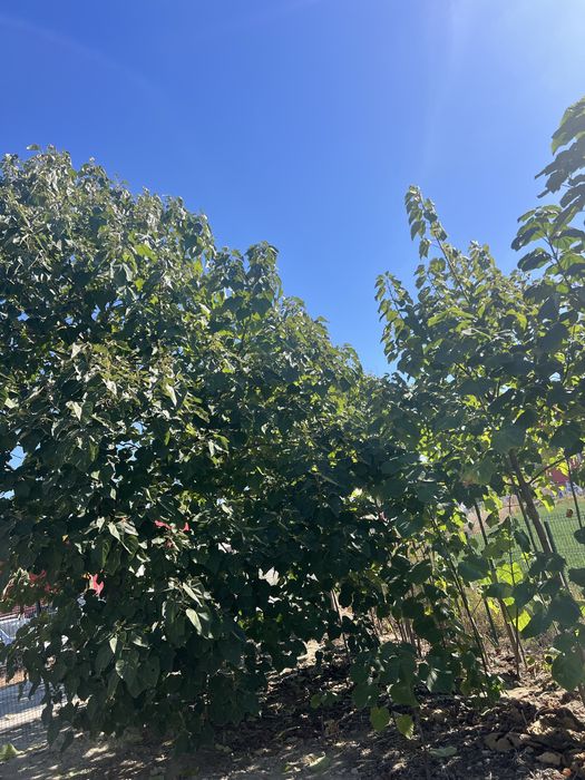 Vand copaci Paulownia puiet si matur